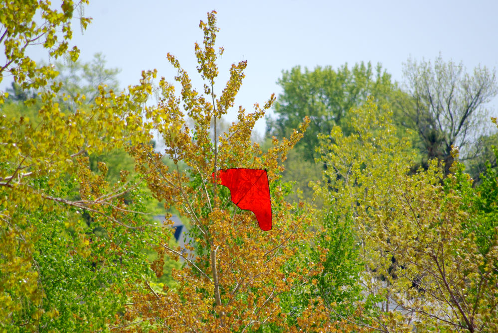 Kite stuck in a tree