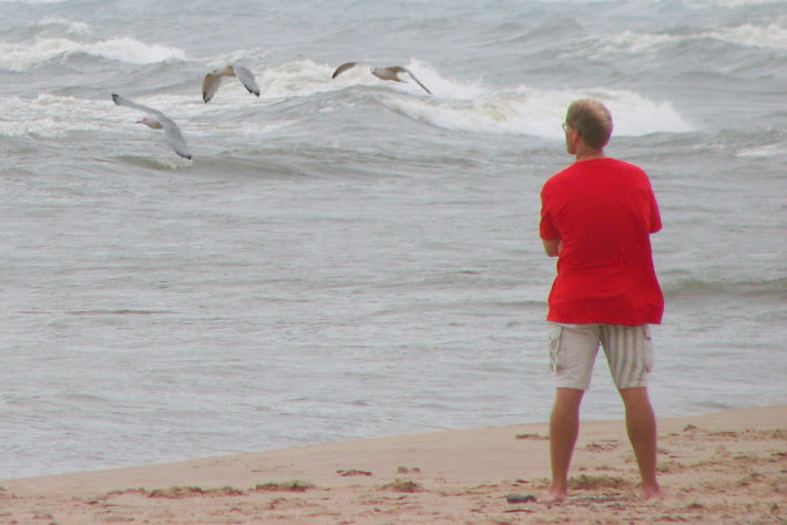 The seagulls return to their beach